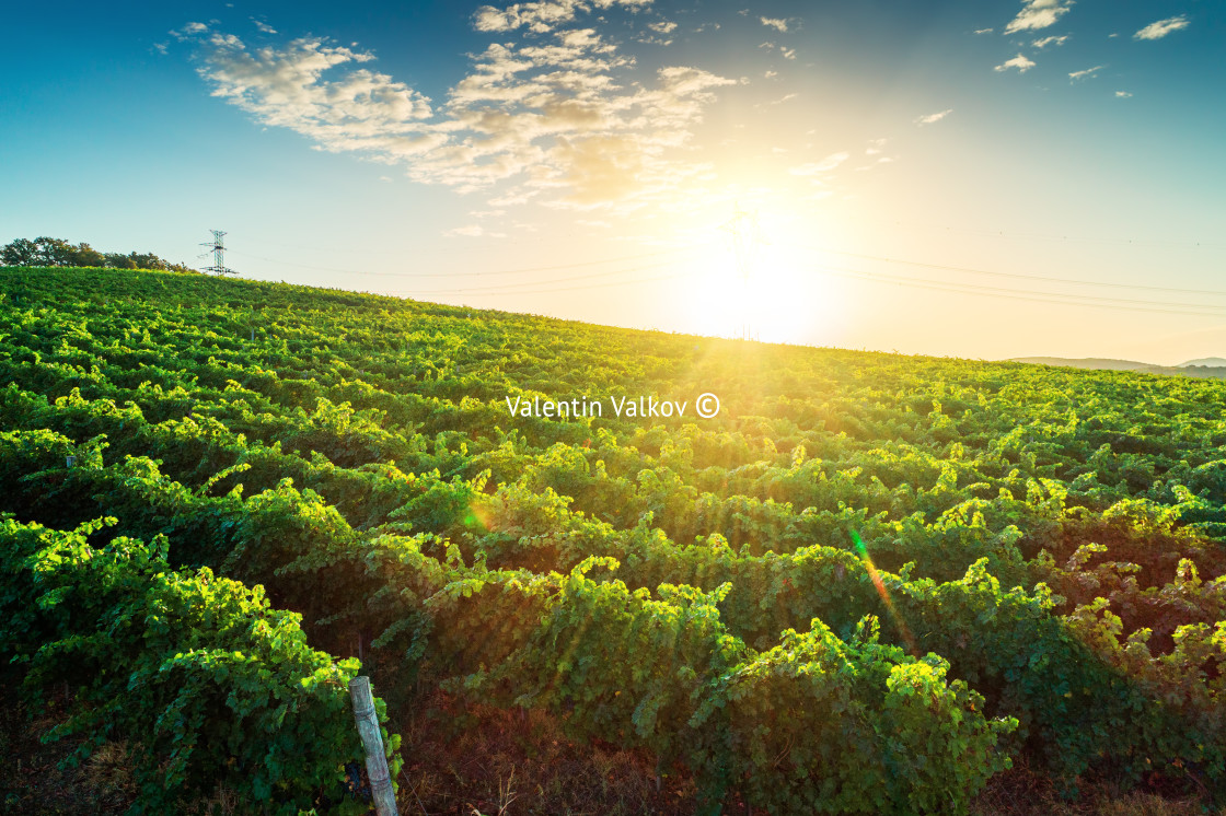 "Vineyard agricultural fields in the countryside, beautiful aeria" stock image