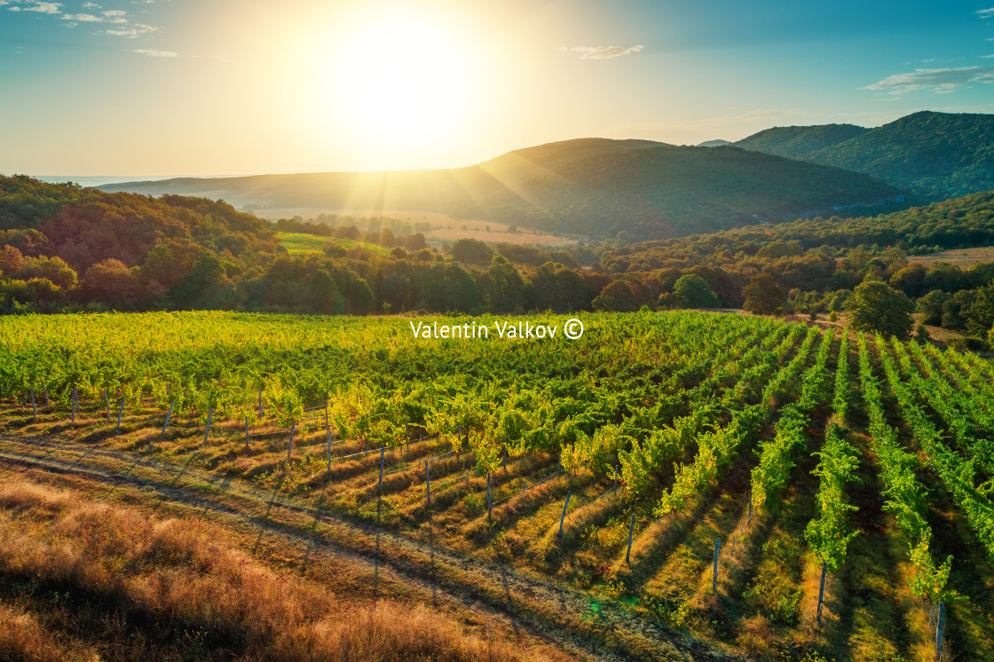 "Vineyard agricultural fields in the countryside, beautiful aeria" stock image