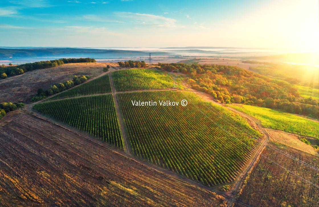 "Vineyard agricultural fields in the countryside, beautiful aeria" stock image