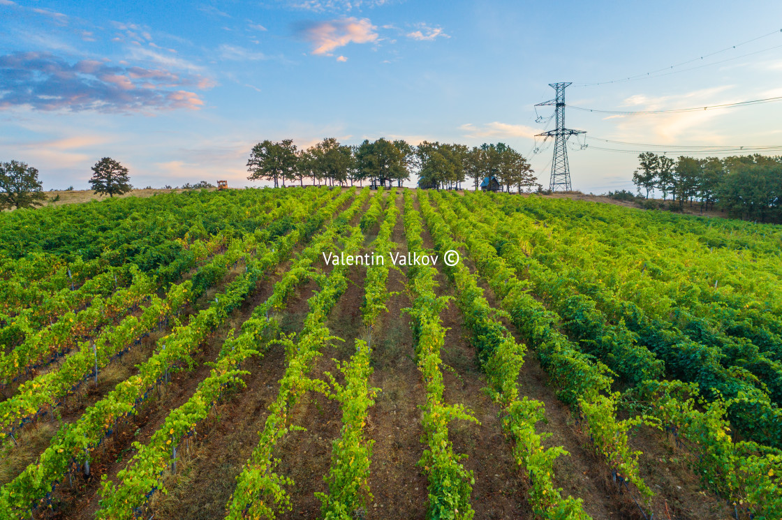 "Bungalow house near vineyard and agricultural fields in the cou" stock image