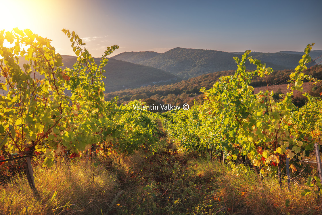 "Vineyard agricultural fields in the countryside, beautiful lands" stock image