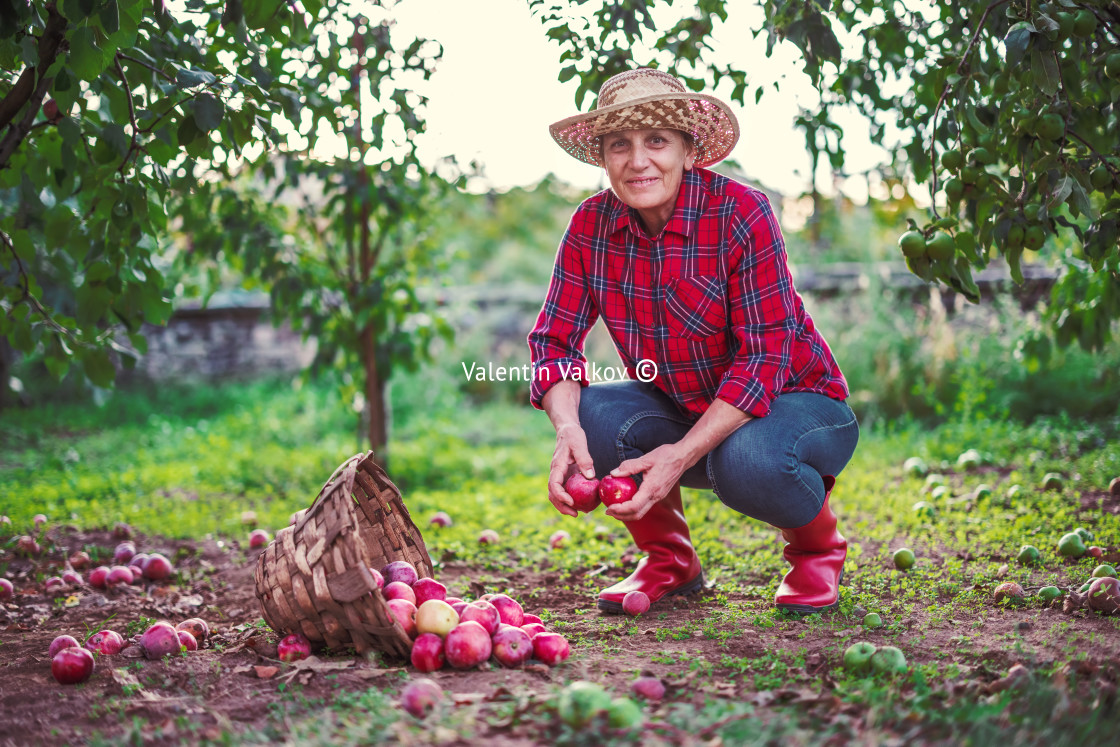 "Woman farmer in the apple orchard garden pick up organic ripe ap" stock image