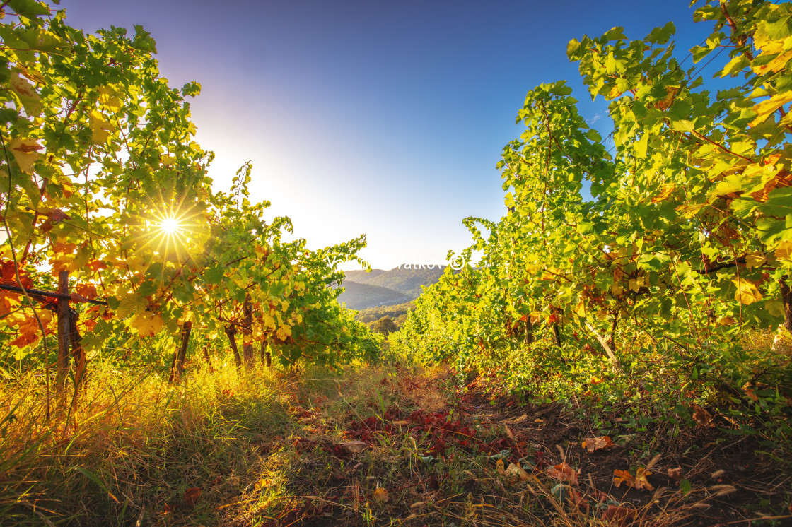 "Vineyard agricultural fields in the countryside, beautiful lands" stock image