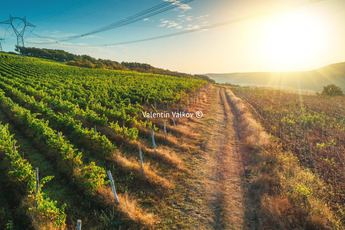 "Agricultural and vineyards field in the countryside, beautiful a" stock image