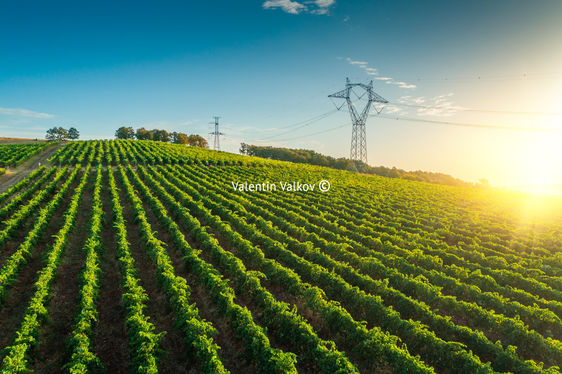 "Sunrise landscape of vineyard agricultural fields in the country" stock image