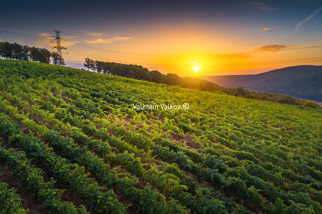 "Vineyard agricultural fields in the countryside, beautiful aeria" stock image