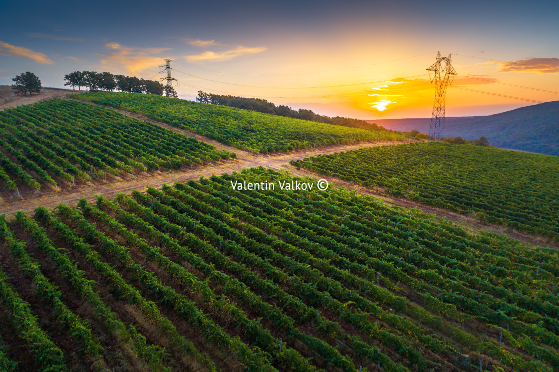 "Vineyard agricultural fields in the countryside, beautiful aeria" stock image