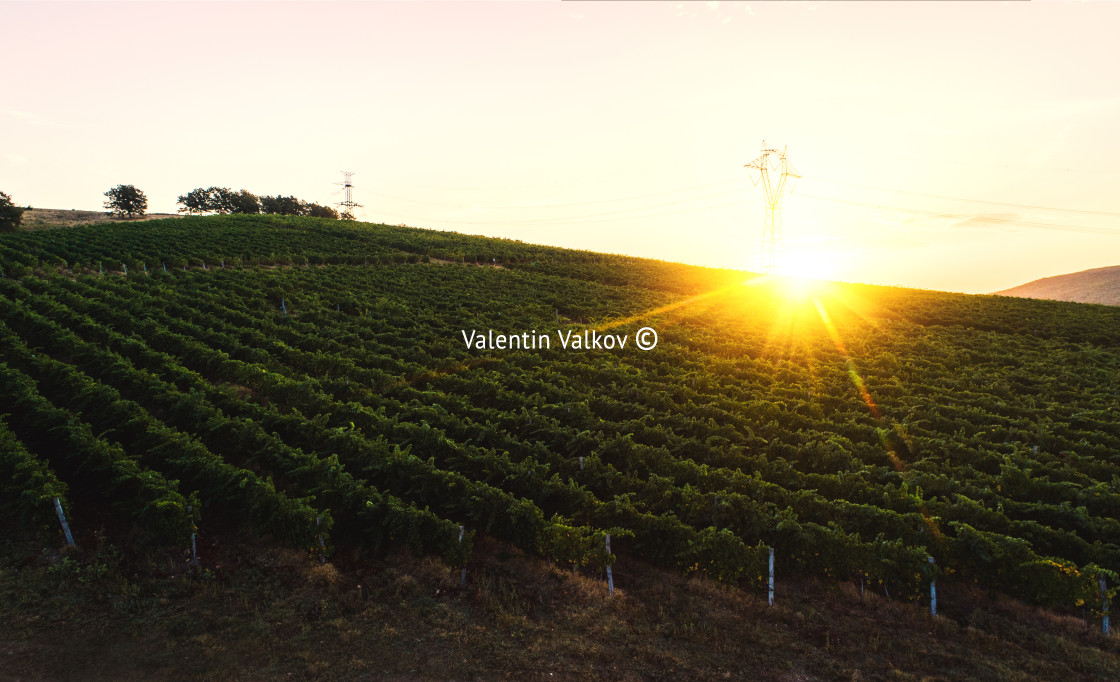 "Vineyard agricultural fields in the countryside, beautiful aeria" stock image