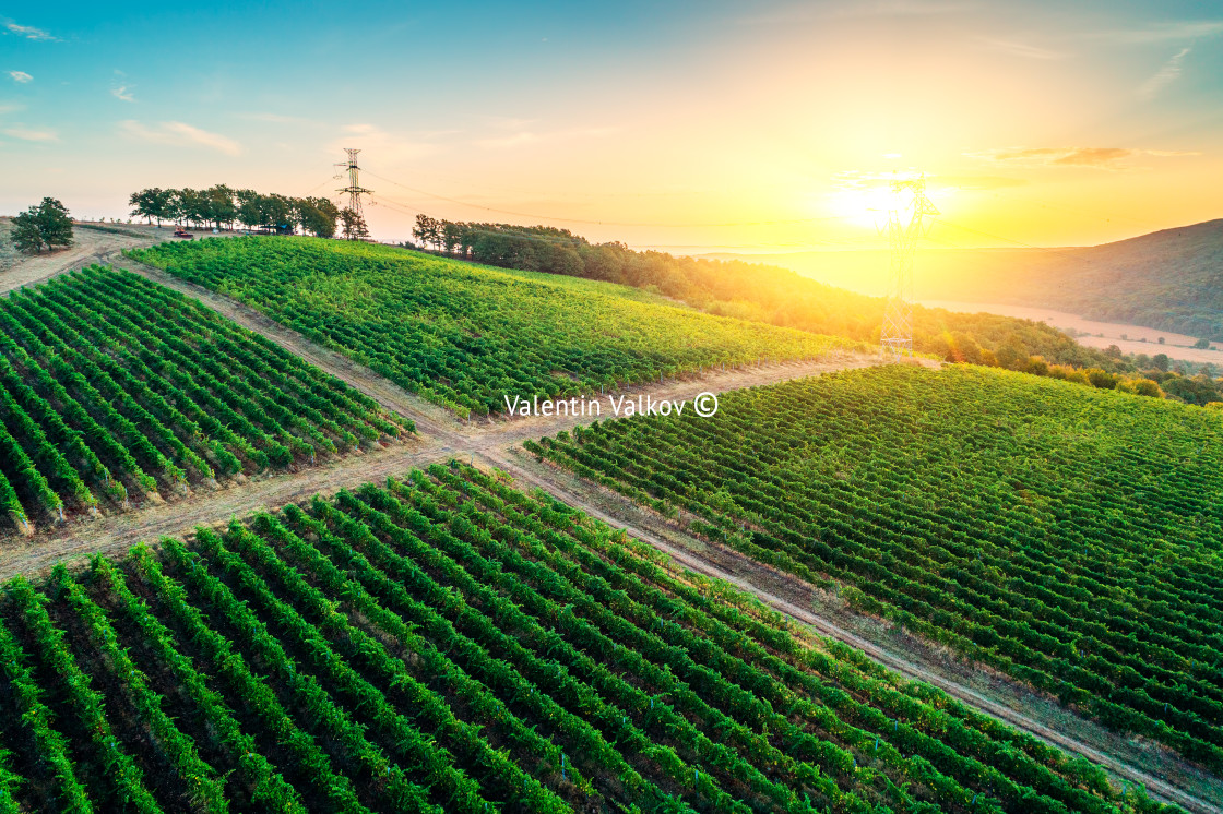 "Vineyard agricultural fields in the countryside, beautiful aeria" stock image