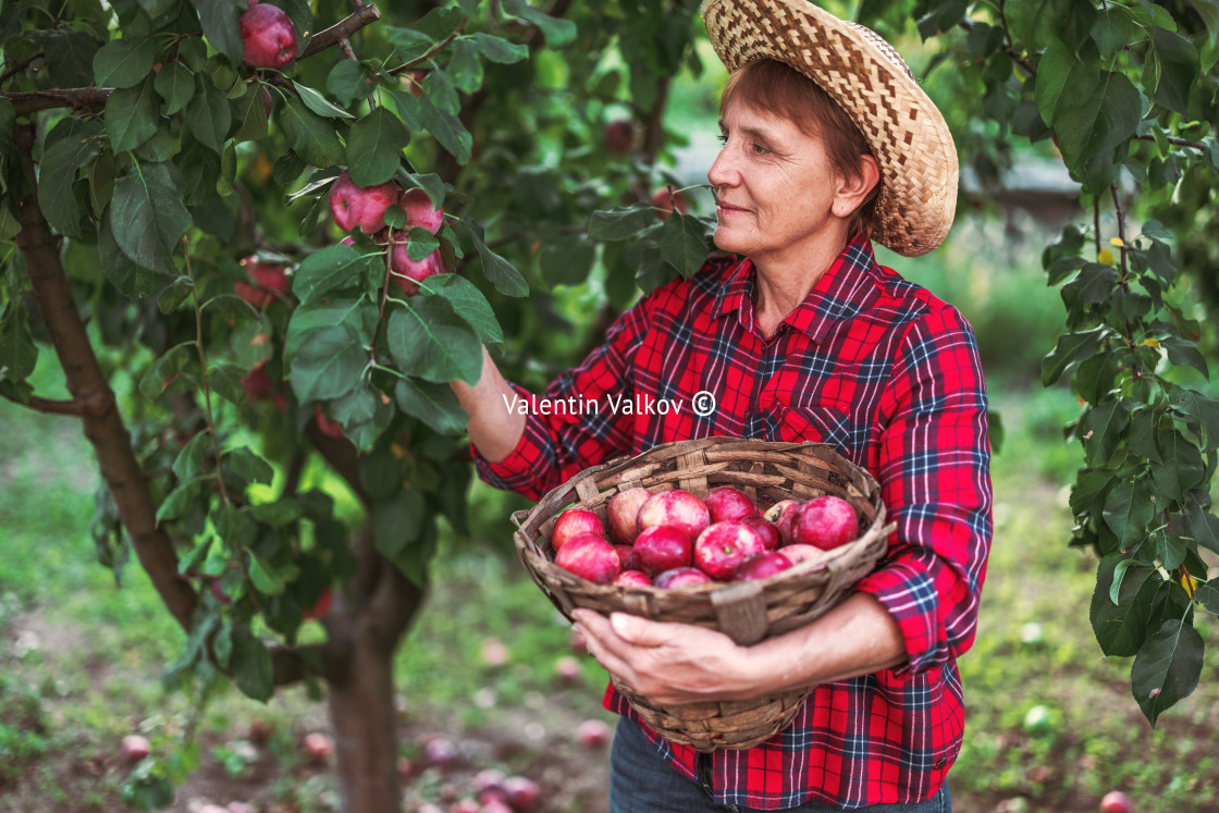 "Woman farmer in the apple orchard garden pick up organic ripe ap" stock image