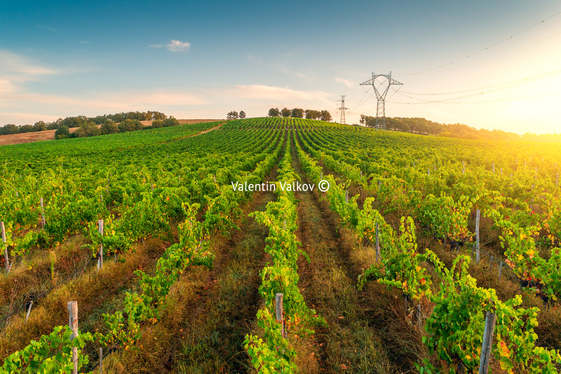 "Vineyard agricultural fields in the countryside, beautiful aeria" stock image