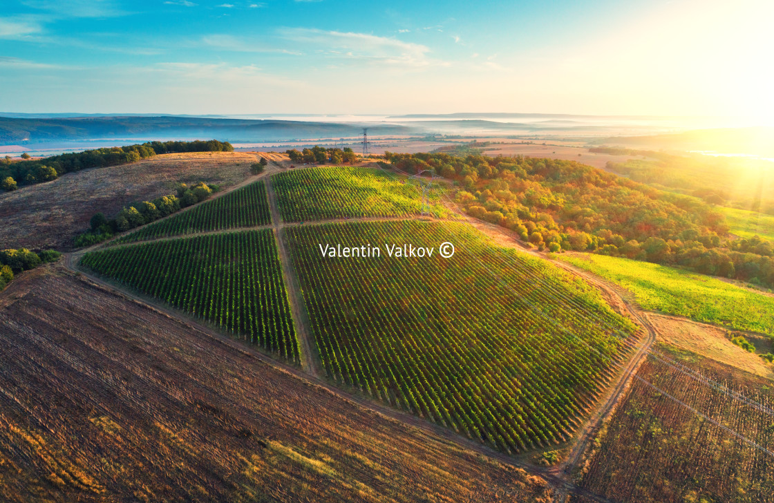 "Vineyard agricultural fields in the countryside, beautiful aeria" stock image