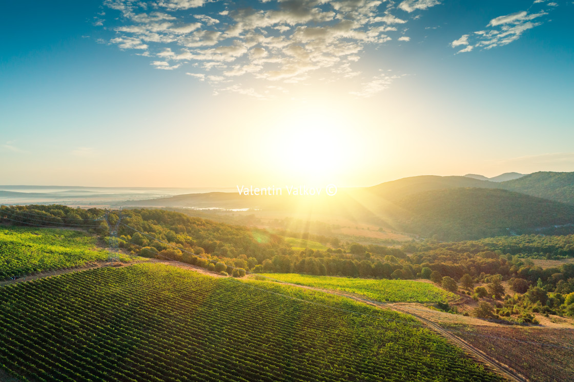 "Vineyard agricultural fields in the countryside, beautiful aeria" stock image