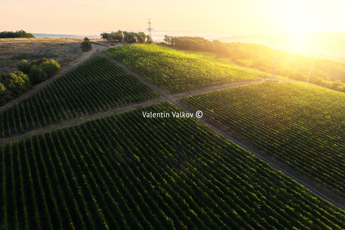 "Vineyard agricultural fields in the countryside, beautiful aeria" stock image