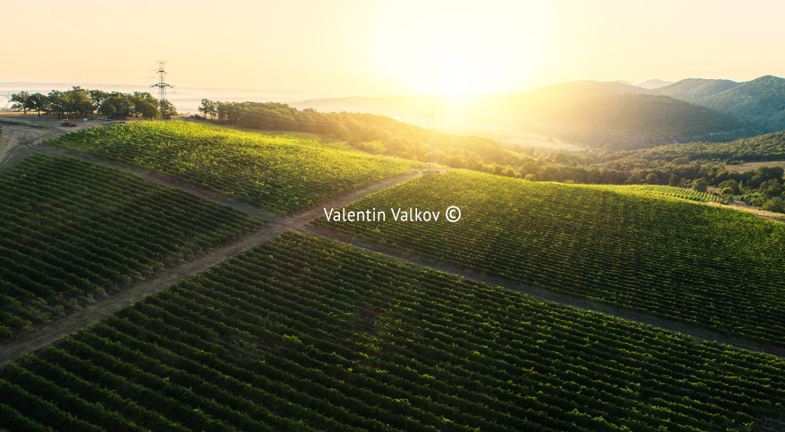 "Vineyard agricultural fields in the countryside, beautiful aerial landscape during sunrise." stock image