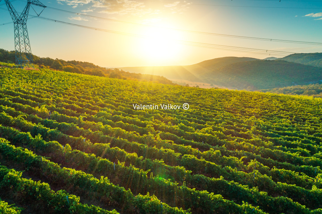 "Vineyard agricultural fields in the countryside, beautiful aeria" stock image