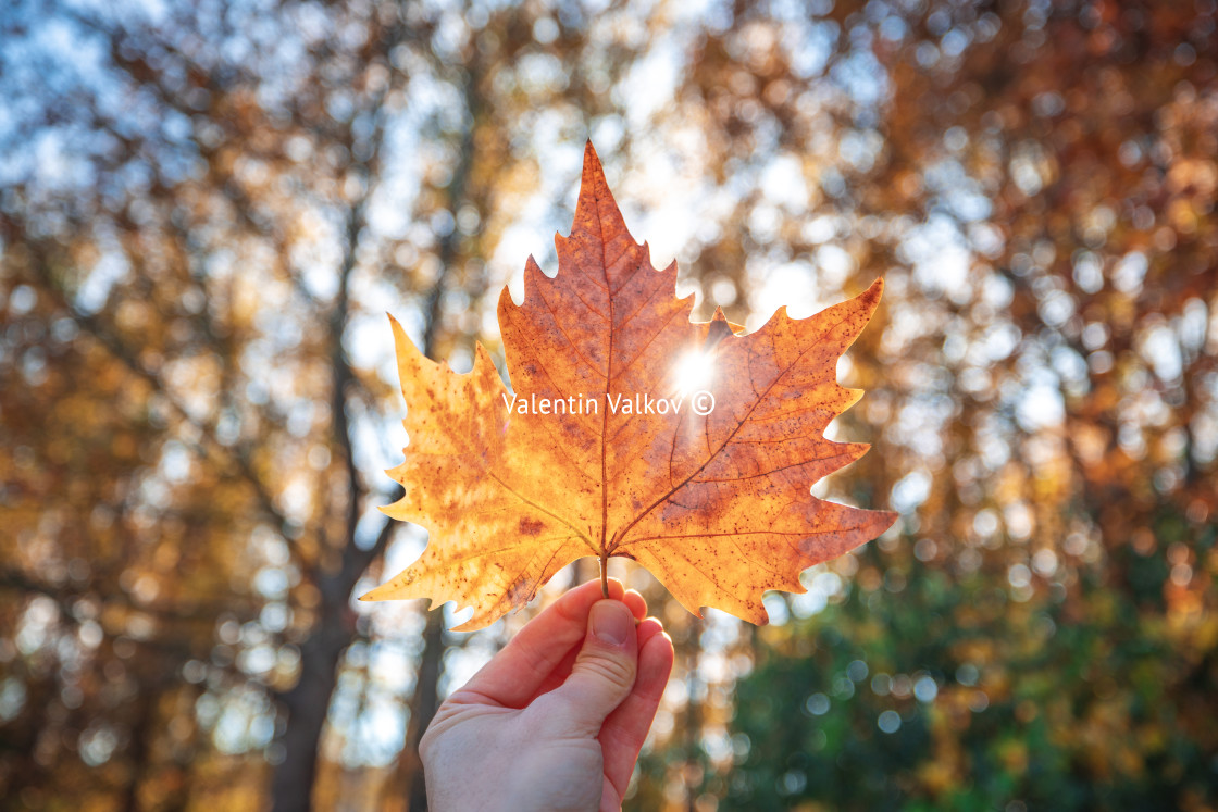 "Hand with maple leaf against autumnal color tree. Autumn in a fo" by Valentin Valkov - $24.52 "Hand with maple leaf against autumnal color tree. Autumn in a fo" stock image
