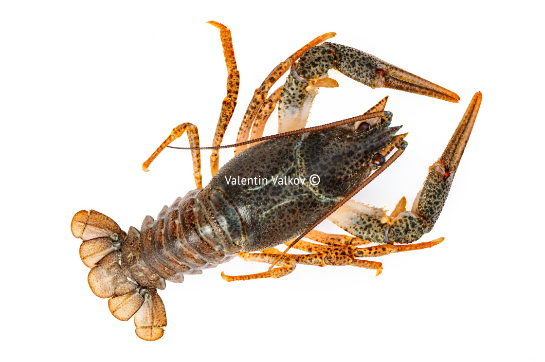 "Crayfish or lake crab isolated on white background" stock image