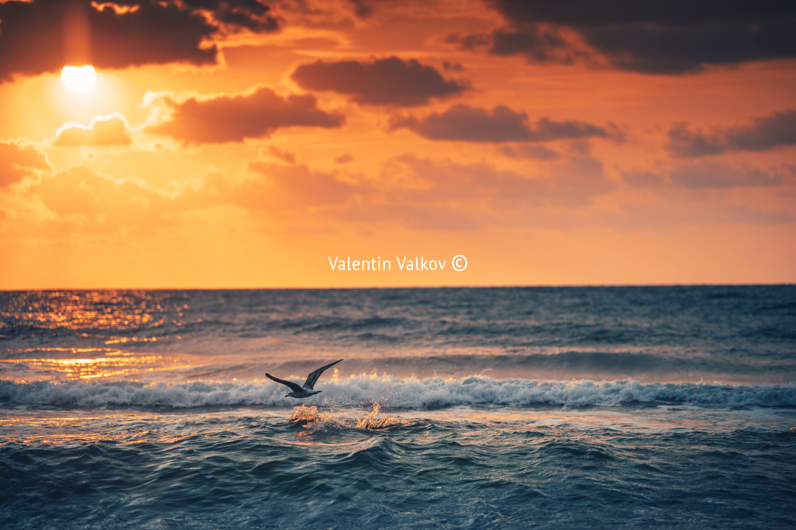 "Flying seagull over the blue sea" stock image