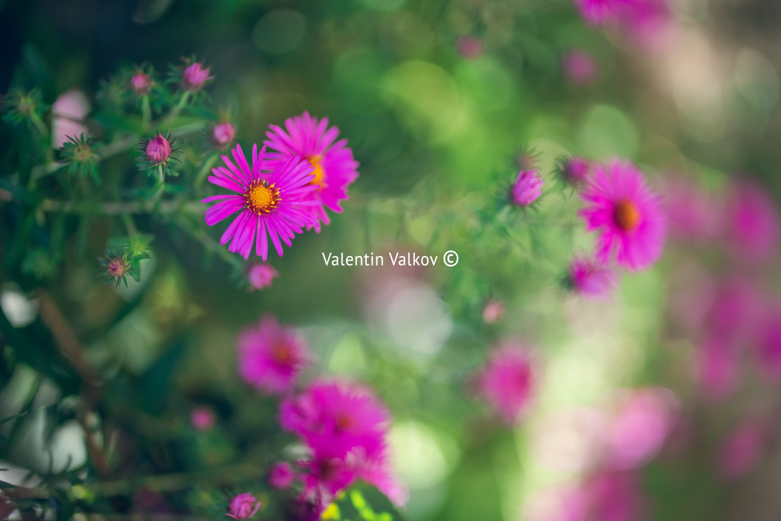 "Beautiful pink flowers in a flower garden on a blurred green bac" stock image