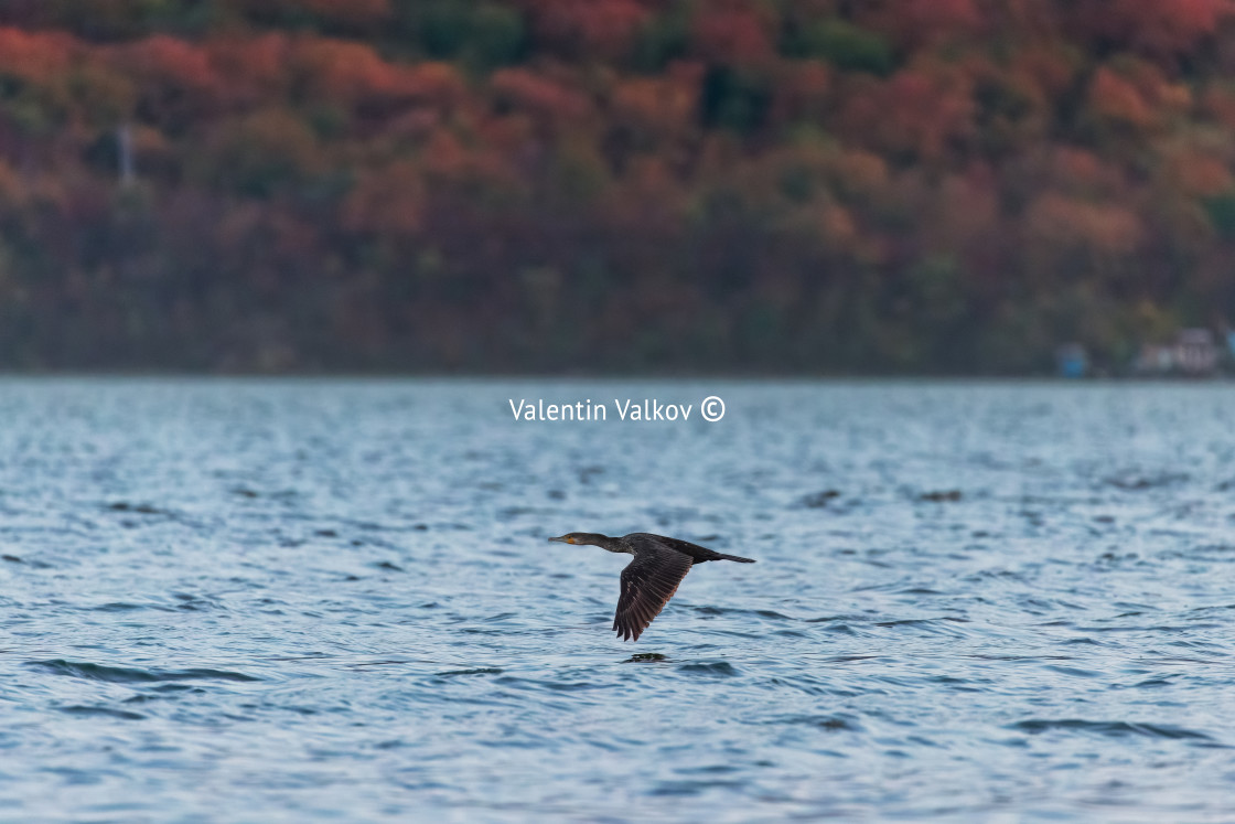 "Cormorant flyin over the sea" stock image