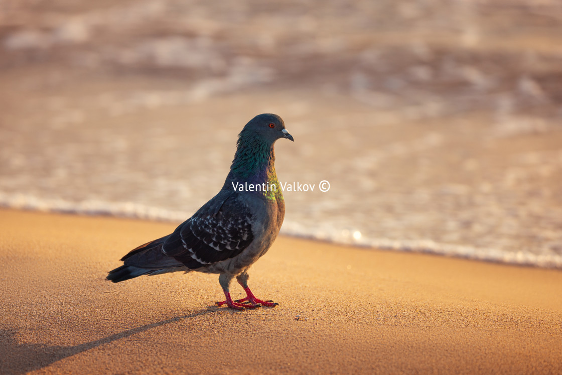 "Dove, pigeon on the sea sand during scenic beach sunrise" stock image