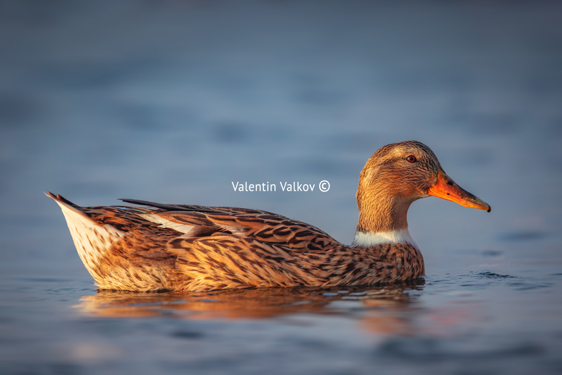 "Wild duck bird floating in a water of a calm lake or sea in fog" stock image