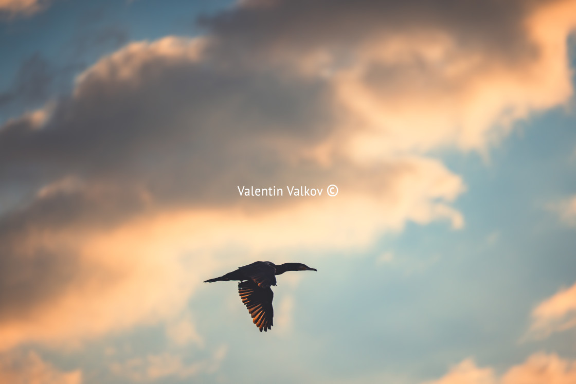 "Silhouette of flying bird, cormorant flying in the sky" stock image