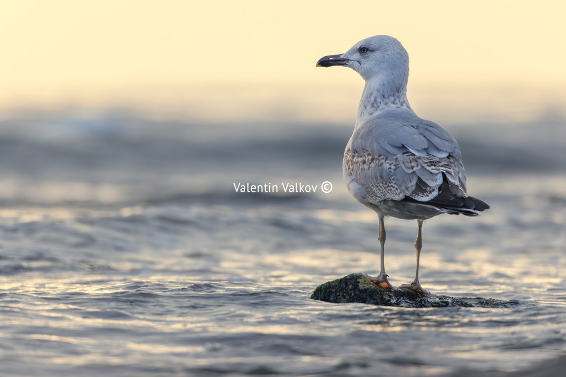 "Seagull on the beach sand against the sea" stock image