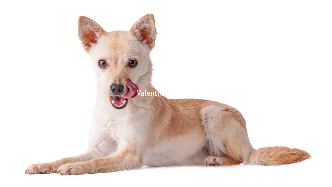 "Cute and funny playful dog Mexican Chihuahua or Russian Toy Terr" stock image