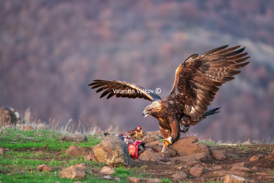 "Golden eagle bird, wild raptor and dangerous predator, eating pr" stock image