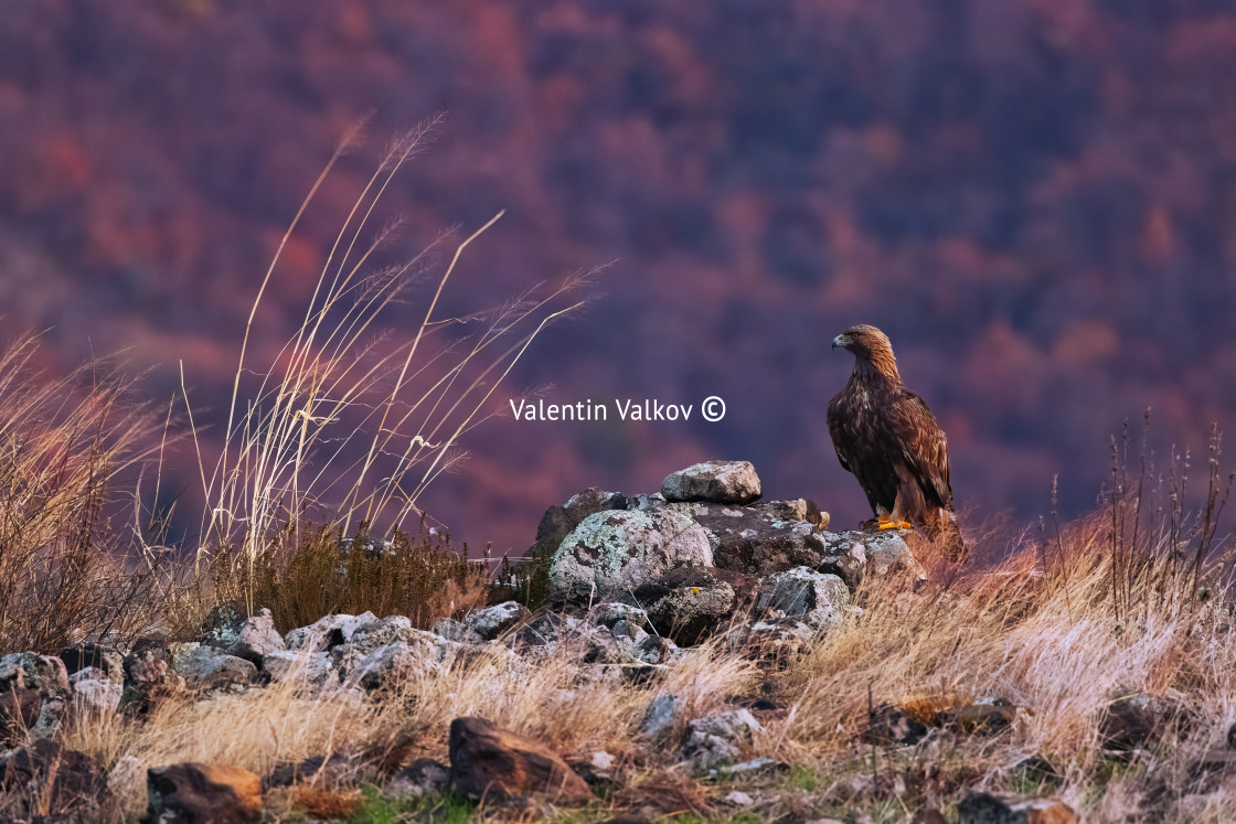 "Golden eagle bird, wild raptor and dangerous predator, eating pr" stock image