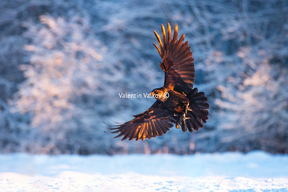 "Flying black raven bird (Corvus corax) with open wings and snow" by Valentin Valkov - $24.83 "Flying black raven bird (Corvus corax) with open wings and snow" stock image