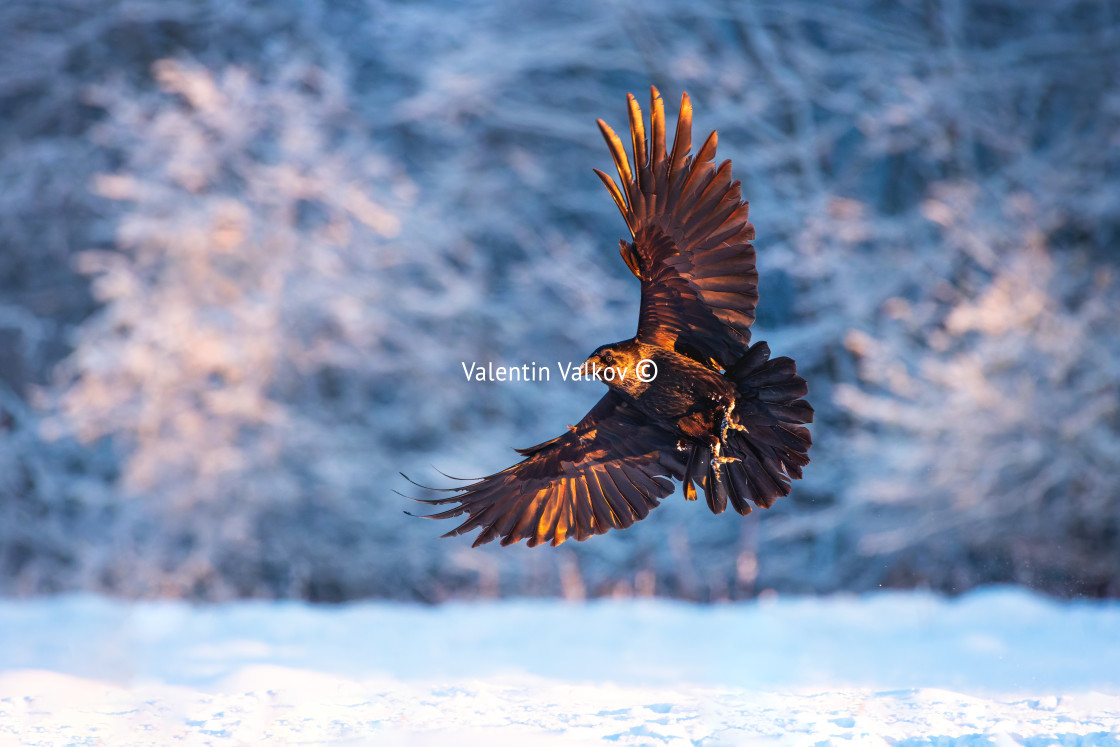 "Flying black raven bird (Corvus corax) with open wings and snow" stock image