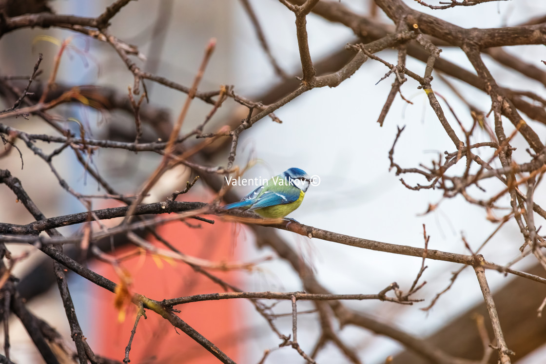 "Blue tit small bird sitting on a winter tree branch" stock image