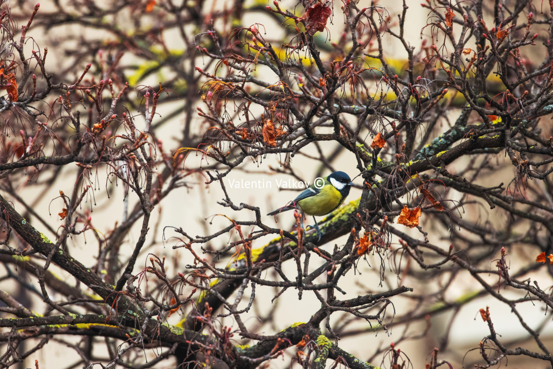 "Blue tit small bird sitting on a winter tree branch" stock image