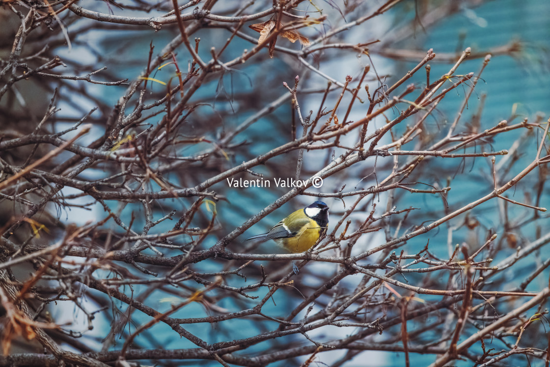 "Blue tit small bird sitting on a winter tree branch" stock image