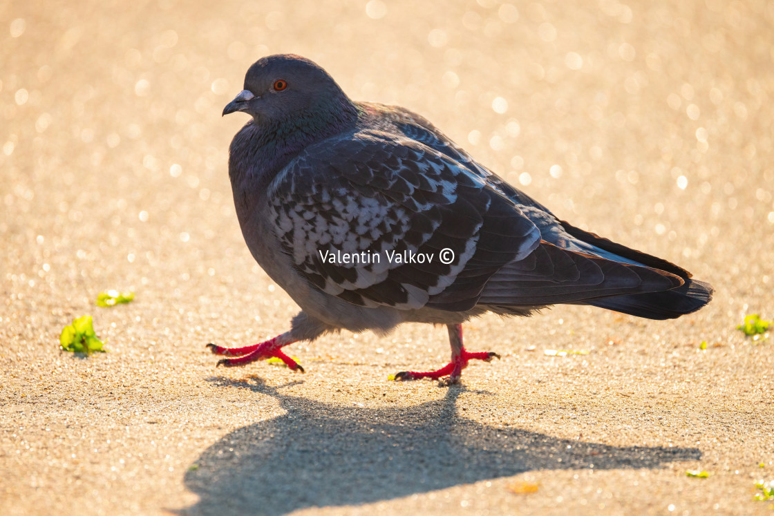 "Dove, pigeon on the sea sand during scenic beach sunrise" stock image