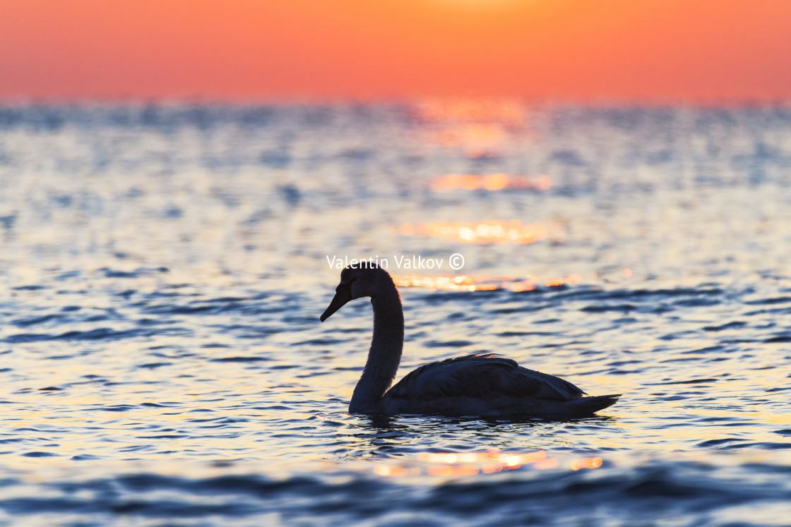 "Silhouette of white swan in the sea,sunrise shot" stock image