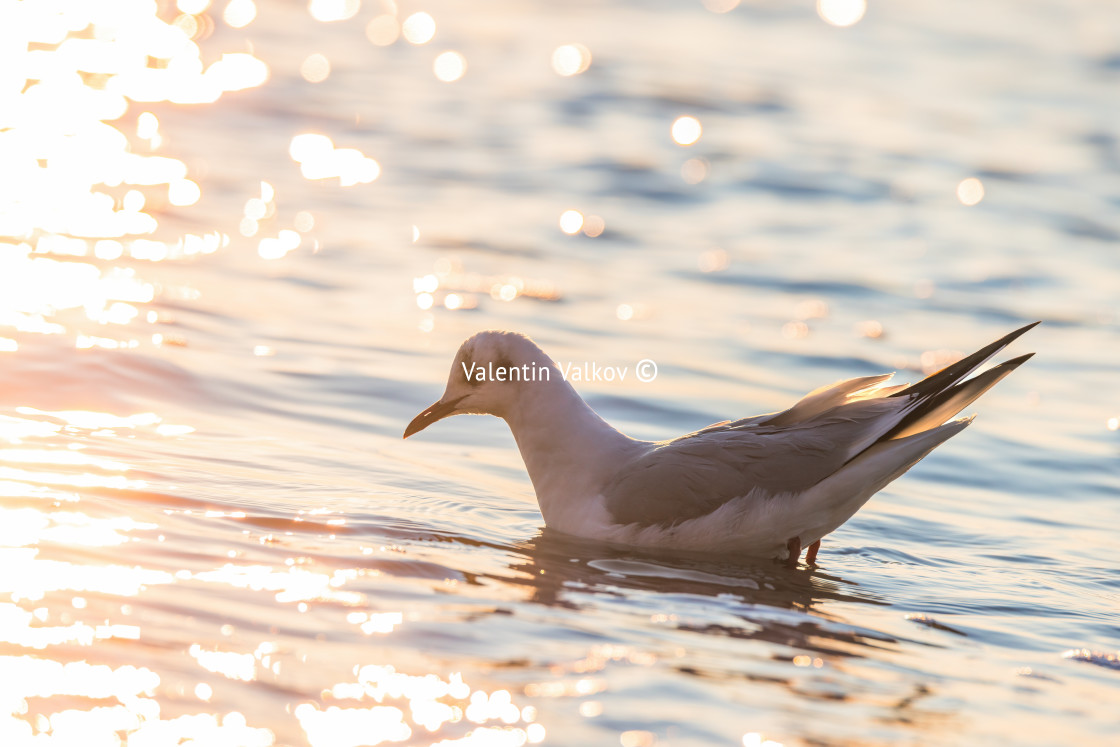 "Seagull on the beach sand against the sea" stock image