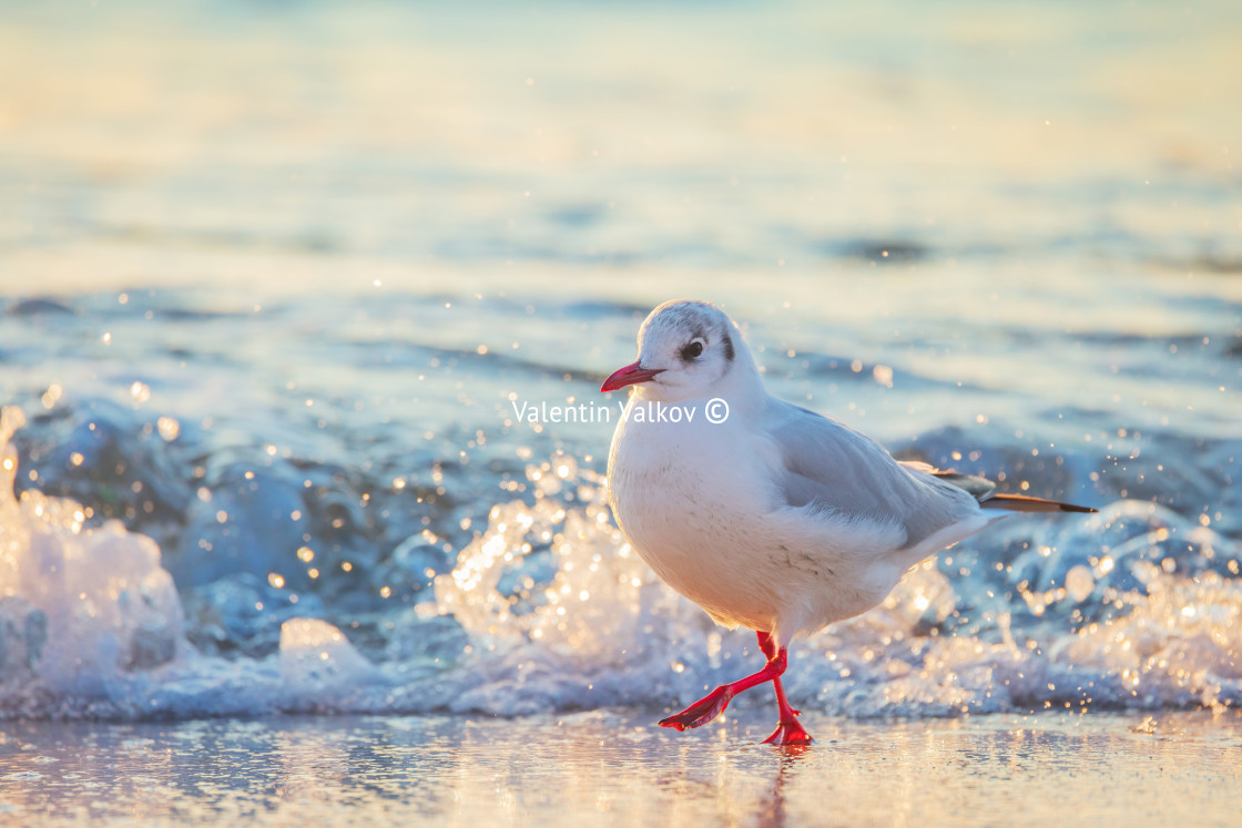 "Seagull on the beach sand against the sea" stock image