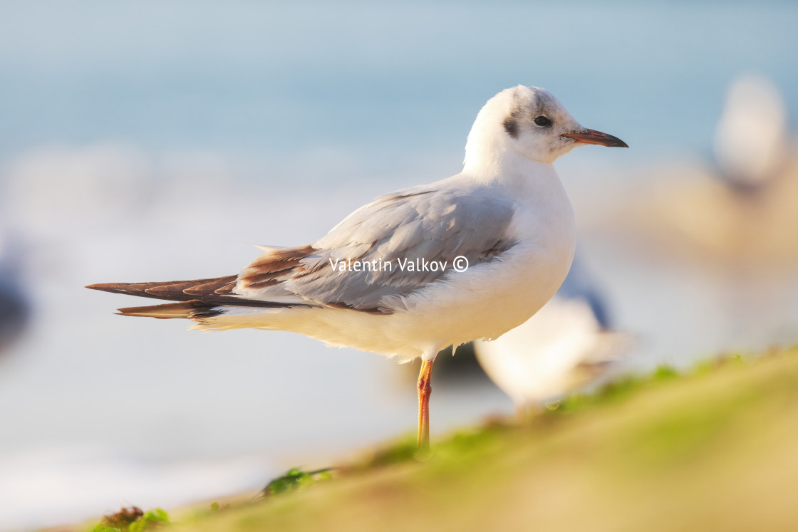 "Seagull on the beach sand against the sea" stock image