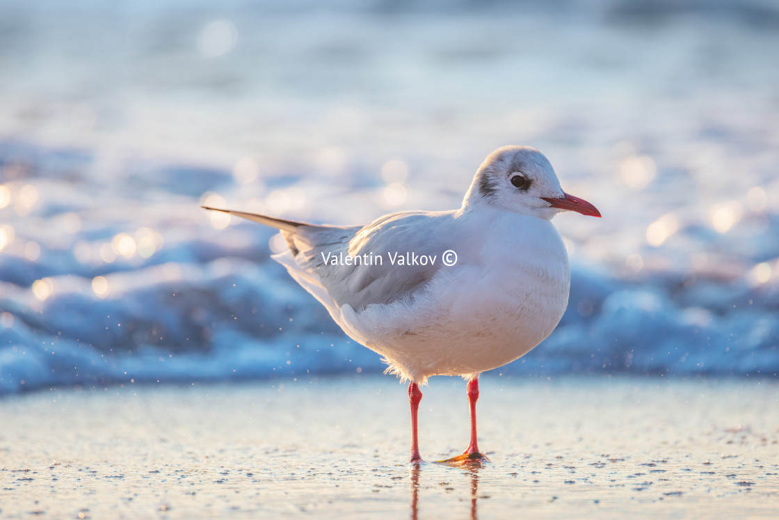 "Seagull on the beach sand against the sea" stock image