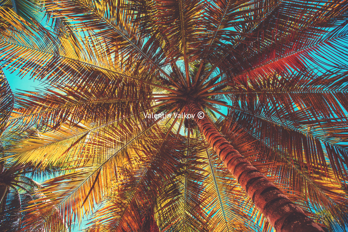 "Palmtree and tropical beach" stock image