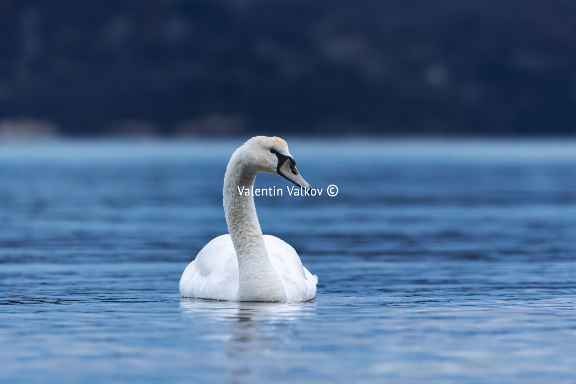 "Swans in the sea in the morning" stock image