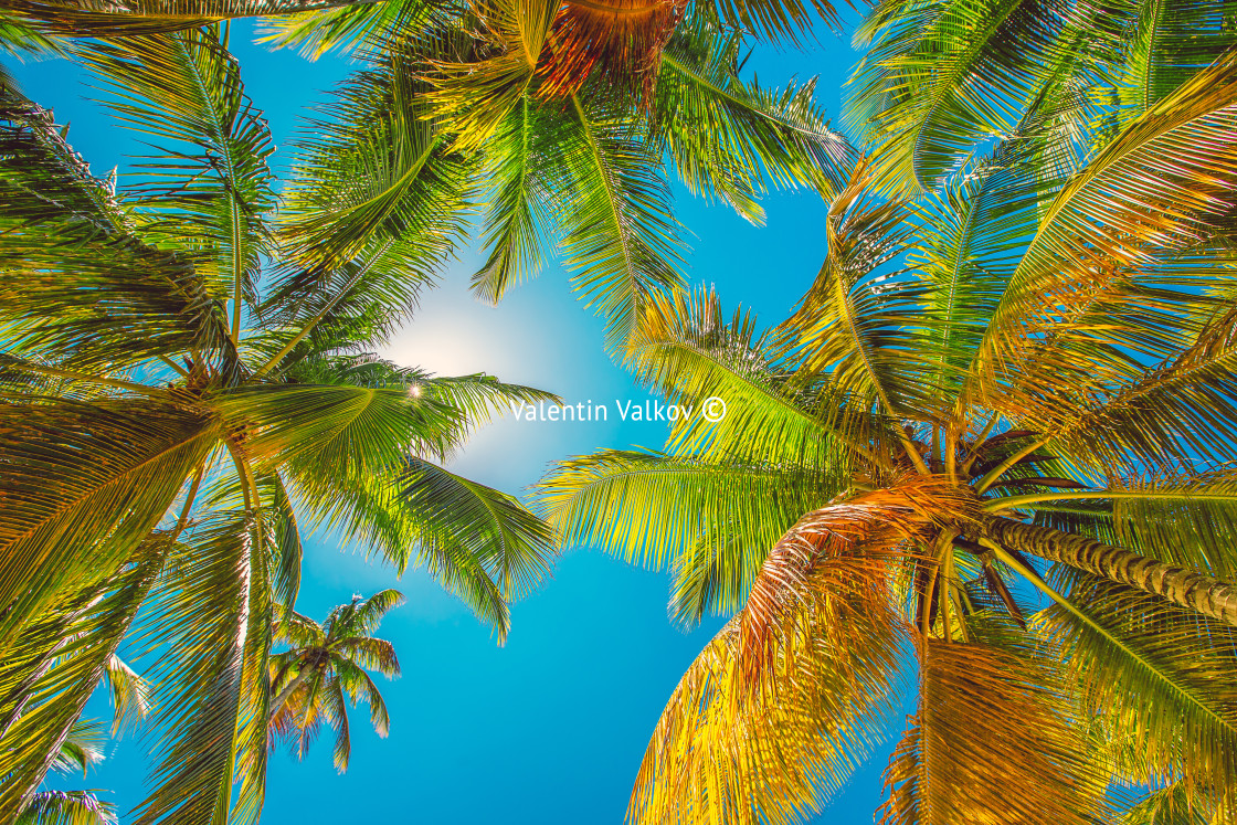 "Palm trees on the tropical beach" stock image