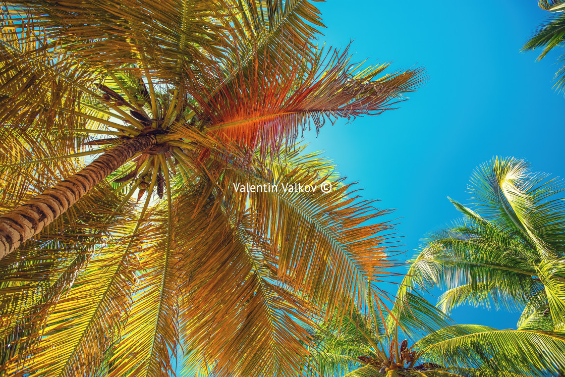 "Palm tree and Tropical beach in Punta Cana, Dominican Republic" stock image