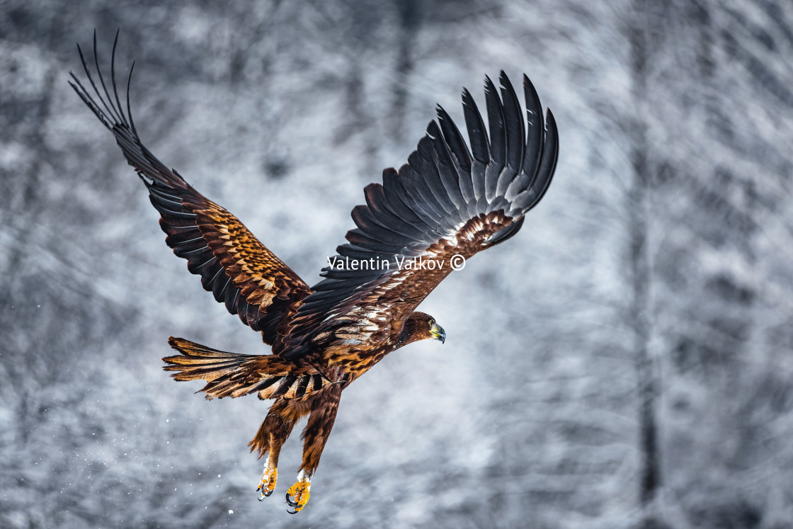 "Flying golden white tailed eagle with open wings attack landing swoop hand isolated with clipping path" stock image