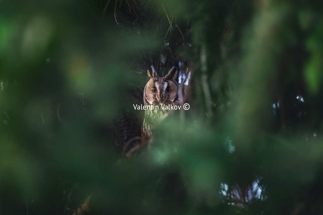 "Long-eared owl wildlife bird watching from a pine tree branch in a mystery wood" stock image