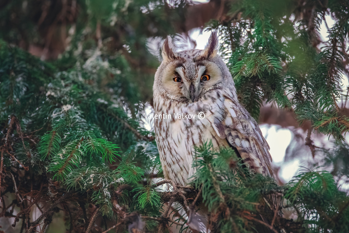 "Long-eared owl wildlife bird watching from a pine tree branch in a mystery wood" stock image